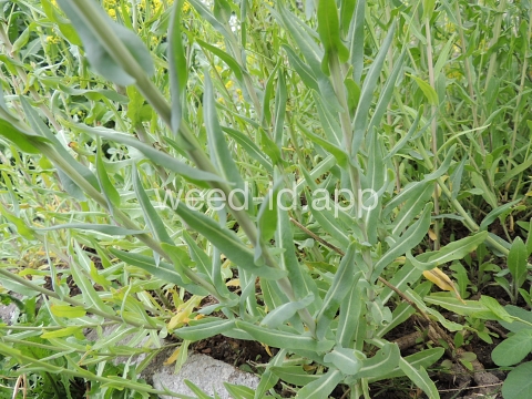 woad, dyer's